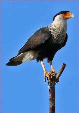 Quel est le nom de ce rapace ?