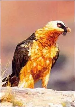 Quel est le nom de ce rapace ?