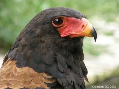 Quel est le nom de ce rapace ?