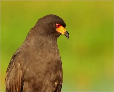 Quel est le nom de ce rapace ?