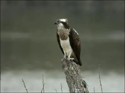 Quel est le nom de ce rapace ?