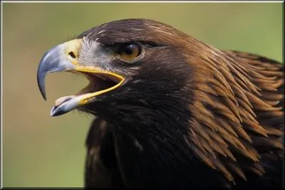 Quel est le nom de ce rapace ?