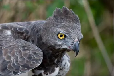 Quel est le nom de ce rapace ?