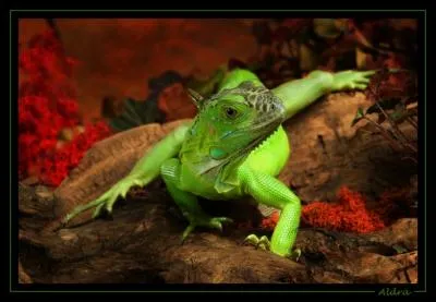 C'est un reptile vgtarien !