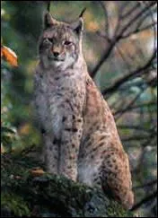 Peut-on voir des lynx  Madagascar ?