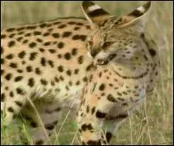 Vous le reconnatrez grce  ses oreilles :