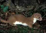 La belette peut vivre 12 ans.