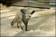 Quel est l'autre nom du renard  oreilles de chauve-souris ?