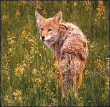 Je suis le pire ennemi de Bip-Bip. Savez-vous qui je suis ?