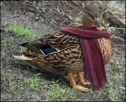 Quelle est la bonne orthographe ?