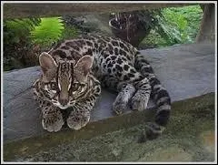 C'est-un chat ? Eest-il sauvage ?