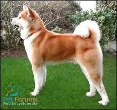 Je suis un Akita amricain !