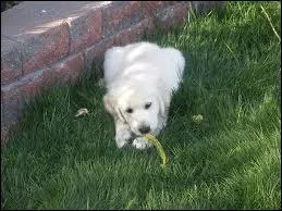 Je suis un Akita amricain !