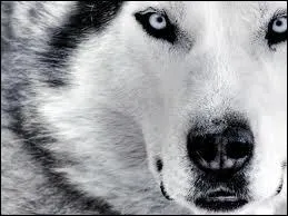 Je suis un chien-loup !