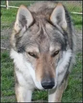 Je suis un chien-loup !