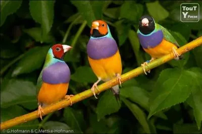 Ce petit oiseau appartient  l'une des plus belles espces d'oiseaux du monde. C'est l'ornithologue anglais John Gould qui l'a dcouvert en Australie. Alors, une petite ide ?