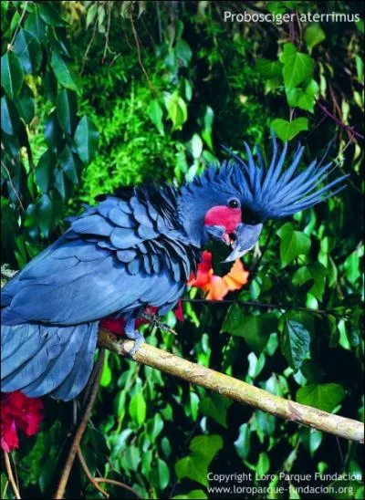 Ce cacatos est  la fois merveilleux et spectaculaire. C'est le plus grand de tous les cacatos, mais aussi le plus rare. Il vit en Nouvelle-Guine. Ce magnifique cacatos noir s'appelle :