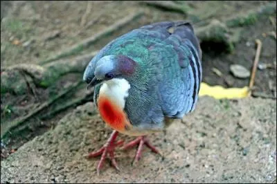 Cette magnifique colombe est reconnaissable  la tache rouge sur sa poitrine. Les deux sexes ont la mme couleur, mais on reconnat le mle  sa faon de faire la cour  la femelle. C'est :