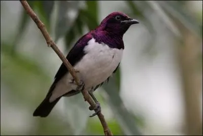 Cette magnifique espce est insectivore, calme et sereine. Elle vit dans la plus grande partie de l'Afrique noire et dans le sud-ouest de l'Arabie. C'est :