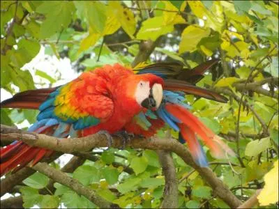 Cet ara, aux couleurs trs vives, vit dans les forts de l'Amrique centrale et de la Colombie. Certains scientifiques disent qu'il peut vivre jusqu' 100 ans ou plus. Cet ara est :