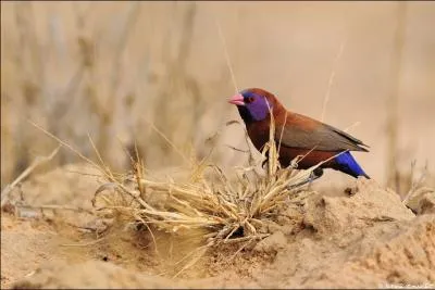 Ce petit oiseau est trs coteux quand on l'achte chez des leveurs. Il n'est pas trs import en Europe. Le mle se diffrencie nettement de la femelle par ses belles couleurs. C'est :