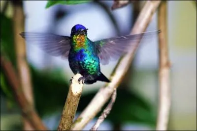 Ces petits oiseaux, qui vivent en Amrique, sont maintenant imports en Europe mais uniquement chez des leveurs spcialiss. Ils sont aussi appels  oiseaux-mouches . Ce sont :