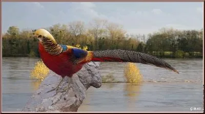 Ce faisan vit dans les clairires, sur les pentes rocheuses et les plantations de bambous des massifs montagneux de la Chine. Le coq atteint une longueur de 100  110 cm avec la queue. C'est :