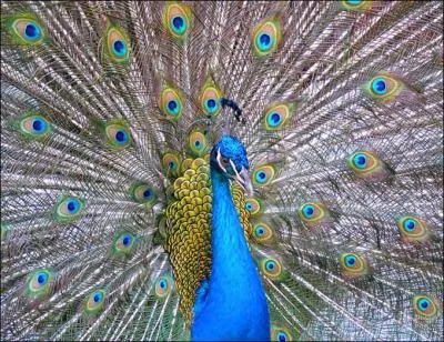 Cet oiseau est trs connu pour sa parade nuptiale lors de laquelle il dploie sa longue queue pour former une  roue . Le mle mesure de 180  230 cm avec la queue et la femelle de 90  100 cm. C'est :