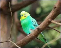 Ce psittacid est le plus connu et le plus souvent import et gard en captivit. Il provient d'Australie et atteint 19 cm. Cette perruche s'appelle :