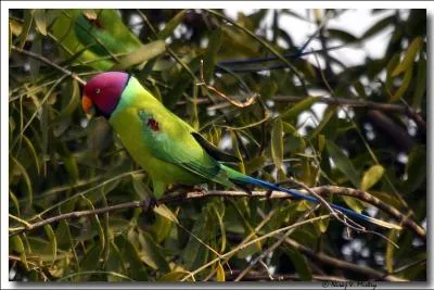 Cette perruche s'apprivoise trs rapidement et peut apprendre quelques mots. Le mle est reconnaissable  sa tte couleur prune, alors que la femelle a la tte grise. Cette perruche est :
