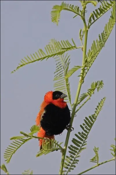 Cet oiseau tisse son nid lui-mme, d'o son nom. Il atteint une longueur de 11  12 cm. Il se rencontre en Afrique, en Ethiopie, en Somalie et en Ouganda. Ce petit oiseau s'appelle :