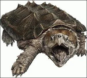 On enchane avec une tortue assez spciale...