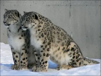 Aussi appel lopard des neiges...