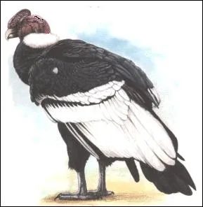 Cet oiseau a une des plus grandes envergures...