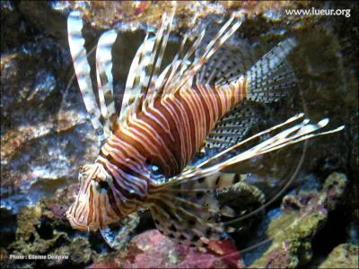Ce poisson est trs rare et dangereux...
