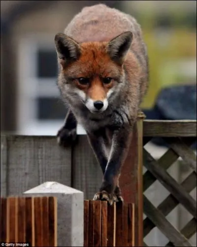 Peut-tre le pensait-il vraiment : Mon sourire a la jaunisse !
