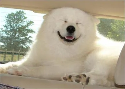 Le crateur des louveteaux l'a dit : Un sourire est une clef secrte qui ouvre bien des coeurs !