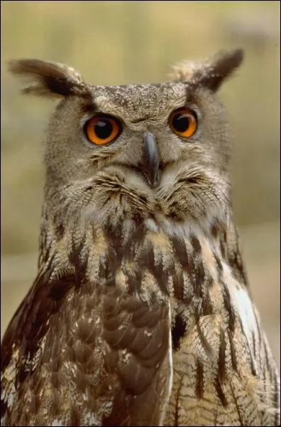 Le nom de ce rapace peut tre crit avec des lettres extraites d'une des graphies du nom de la capitale...