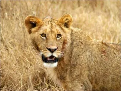 Les lettres ncessaires pour crire le nom de ce flin se sont glisses parmi celles qui composent le nom de la capitale du...