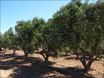 Vous trouverez les lettres permettant d'crire le nom de cette plantation d'oliviers parmi celles de la capitale...