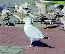 La municipalit a fait de nouvelles annonces pour lutter contre la prolifration des golands. De quoi s'agit-il ?