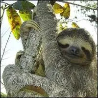 Quel est l'autre nom du paresseux ?