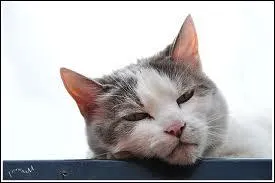 Quelle expression vous inspire cette photo ?