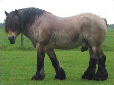 Ce cheval s'appelle aussi le brabanon. Il est originaire de la Belgique o il n'est utilis que pour l'attelage. Sa robe est habituellement alezane et rouanne. Ce cheval est ...