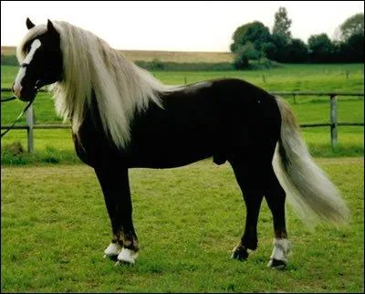 Cheval moyennement lourd, il est connu pour son lgance, son bon caractre mais plus principalement pour sa robe alezan brl crins lavs. Il est utilis pour l'attelage et le loisir. Ce cheval est :