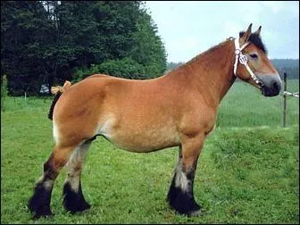 Ce trait tait autrefois appel l'ardennais du Nord. Il est utilis pour le dbardage, la randonne et la production de viande. Malgr ses airs de costaud, il est doux et facile  manipuler. C'est ...