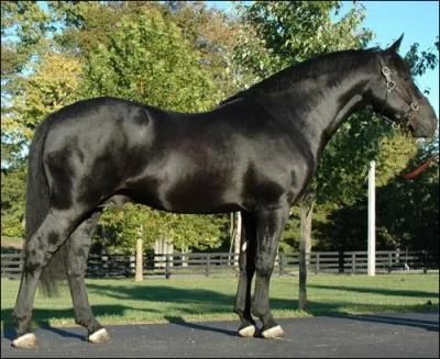Bien que sa morphologie ne ressemble pas aux autres traits, il est malgr tout trs puissant. Il est originaire d'Irlande et ses robes sont noires, alezanes et grises. Ce grand cheval s'appelle :