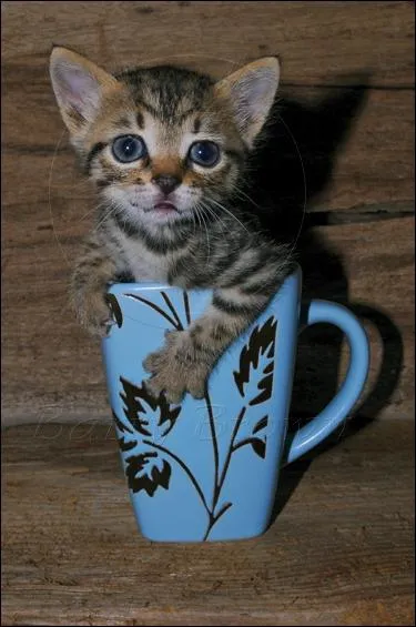 Cette personne insiste, elle insiste tellement que vous en avez ...