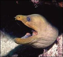 Il a un aspect un peu effrayant, ce poisson !