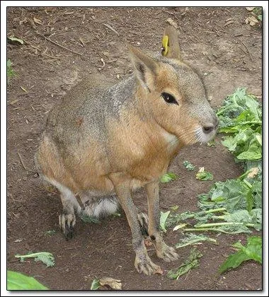 Il parcourt les plaines de Patagonie !
